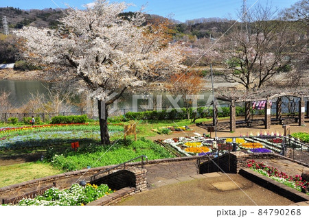 神奈川県立津久井湖城山公園 花の苑池 津久井湖とガーデンテラスと満開の桜 神奈川県立津久井湖城山公園 花の苑池 津久井湖とガーデンテラスと満開の桜 84790268