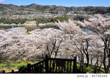 神奈川県立津久井湖城山公園　満開桜と津久井湖と青空 84790269