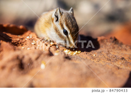 Chipmunk 84790433