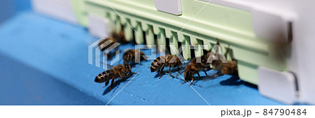 Honey bees swarm and fly around their hive closeup Honey bees swarm and fly around their hive closeup 84790484
