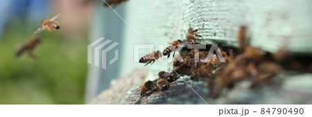 Full of honey bee hives with bees in garden closeup Full of honey bee hives with bees in garden closeup 84790490