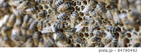 Collected bee pollen is placed in honeycomb closeup Collected bee pollen is placed in honeycomb closeup 84790492