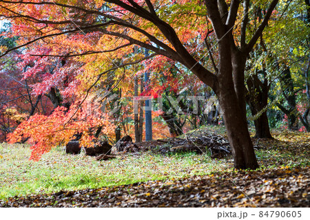 秋が終わろうとする初冬に紅葉が美しい菊池神社と菊池公園の風景 84790605