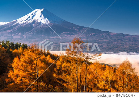 《山梨県》秋の富士山・黄葉のカラマツ 《山梨県》秋の富士山・黄葉のカラマツ 84791047