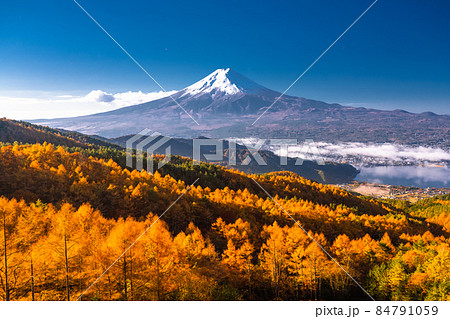 《山梨県》秋の富士山・黄葉のカラマツ 84791059