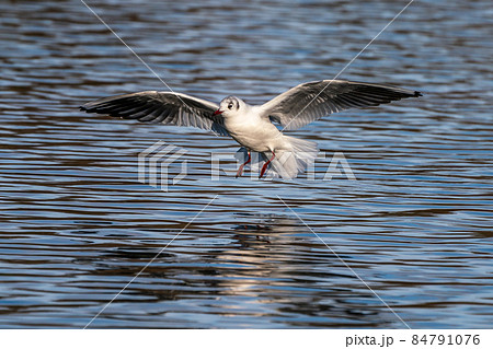 The European Herring Gull, Larus argentatus is a large gull 84791076