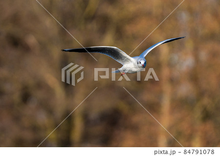 The European Herring Gull, Larus argentatus is a large gull 84791078