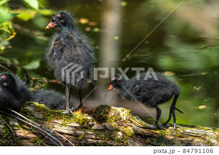 Little Common moorhen baby, Gallinula chloropus also known as the waterhen 84791106