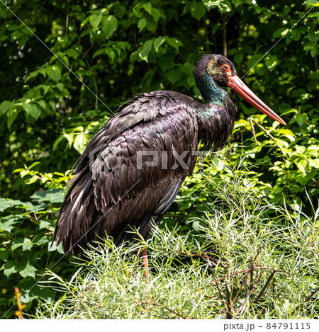 Black stork, Ciconia nigra in a german nature park Black stork, Ciconia nigra in a german nature park 84791115