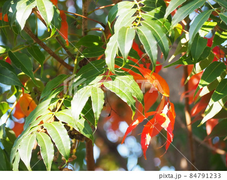 ハゼノキ 84791233