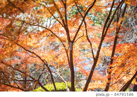 秋が終わろうとする初冬に紅葉が美しい菊池神社と菊池公園の風景 秋が終わろうとする初冬に紅葉が美しい菊池神社と菊池公園の風景 84791586
