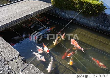 浄栄寺前の水路の錦鯉 五個荘金堂 重要伝統的建造物群保存地区(滋賀県東近江市) 浄栄寺前の水路の錦鯉 五個荘金堂 重要伝統的建造物群保存地区(滋賀県東近江市) 84791919