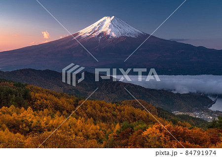 《山梨県》秋の富士山・黄葉のカラマツ 《山梨県》秋の富士山・黄葉のカラマツ 84791974