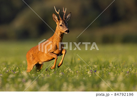 Roe deer jumping on flowered field in golden hour.の写真素材