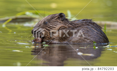 Wet eurasian beaver biting in river in springtime 84792203