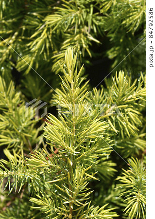 Shore Juniper Allgold Shore Juniper Allgold 84792586