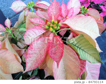 ポインセチア　Euphorbia pulcherrima　ショウジョウボク（猩々木）ピンク 84793114