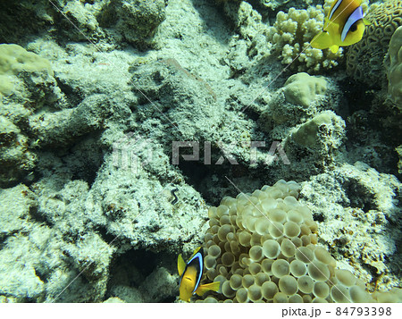 Clown Anemonefish, Amphiprion percula, swimming among the tentacles of its anemone home. Clown Anemonefish, Amphiprion percula, swimming among the tentacles of its anemone home. 84793398