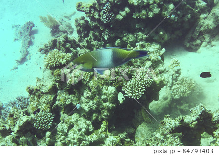 Parrot-fish is named due to its beak-like dental bone with strong teeth and brilliant coloration patters 84793403