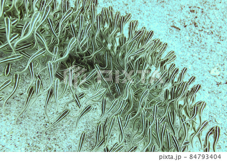 striped eel catfish plotosus lineatus shoal of fry in the red sea striped eel catfish plotosus lineatus shoal of fry in the red sea 84793404