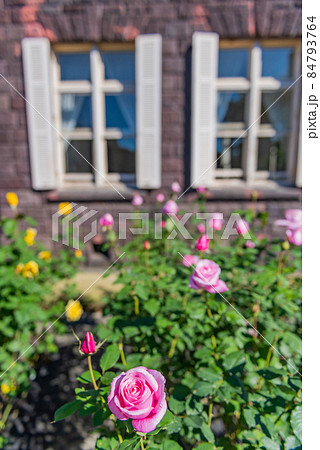 庭に咲一輪の薔薇、ピンク色の薔薇のある庭、ピンク色のバラのアップ、かわいいピン薔薇、ガーデン、庭園、 84793764