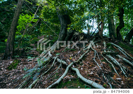 神秘的な原生林の風景	 84794006