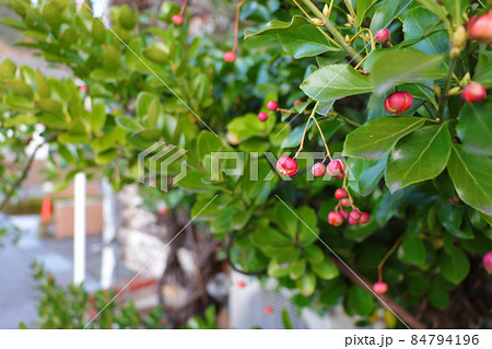 小さな赤い実 マサキの写真素材