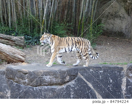 虎 浜松市動物園のアムールトラ 写真 虎 浜松市動物園のアムールトラ 写真 84794224