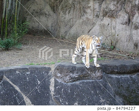 虎 浜松市動物園のアムールトラ 写真 84794227