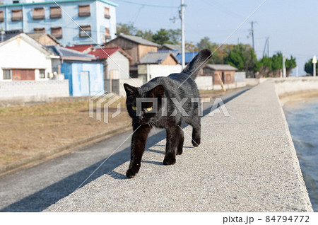 堤防を歩く猫 佐柳島 堤防を歩く猫 佐柳島 84794772