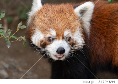 可愛いレッサーパンダ 84794894
