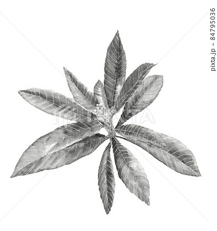 枇杷の木 葉と蕾 ビワ 素材 白背景 モノクローム 水墨画風水彩イラスト のイラスト素材