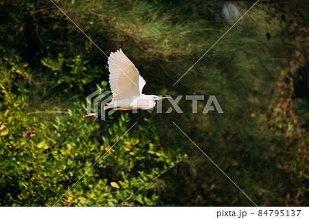 Goa, India. White Little Egret Flying On Background Greenery 84795137