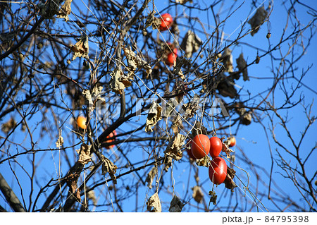 カラスウリ(烏瓜) カラスウリ(烏瓜) 84795398