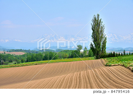 北海道 美瑛町初夏風景 北国の春 北の大地 遠望は十勝連峰 オプタテシケ 美瑛富士 美瑛岳  北海道 美瑛町初夏風景 北国の春 北の大地 遠望は十勝連峰 オプタテシケ 美瑛富士 美瑛岳  84795416