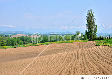 北海道　美瑛町初夏風景　北国の春　北の大地　遠望は十勝連峰　オプタテシケ　美瑛富士　美瑛岳　 84795418