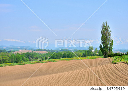 北海道 美瑛町初夏風景 北国の春 北の大地 遠望は十勝連峰 オプタテシケ 美瑛富士 美瑛岳  北海道 美瑛町初夏風景 北国の春 北の大地 遠望は十勝連峰 オプタテシケ 美瑛富士 美瑛岳  84795419