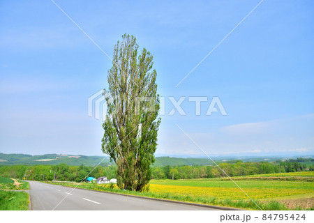 北海道 美瑛町初夏風景 北国の春 北の大地 遠望は十勝連峰 オプタテシケ 美瑛富士 美瑛岳  北海道 美瑛町初夏風景 北国の春 北の大地 遠望は十勝連峰 オプタテシケ 美瑛富士 美瑛岳  84795424