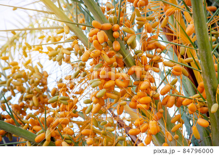 Natural Fruits on a date palm tree close up with sunlight on the sky background Natural Fruits on a date palm tree close up with sunlight on the sky background 84796000