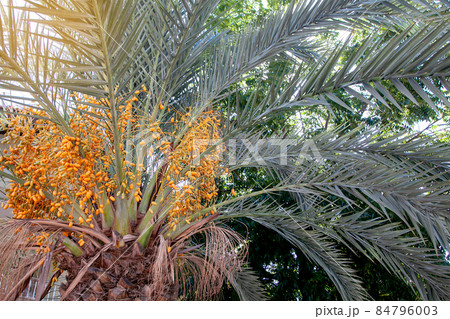 Natural Fruits on a date palm tree close up with sunlight on the sky background 84796003