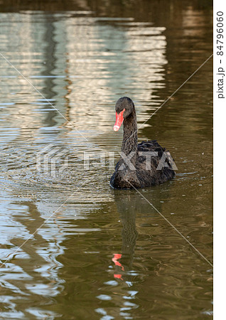 A black swan swims in the water, a bird in the zoo. A black swan swims in the water, a bird in the zoo. 84796060