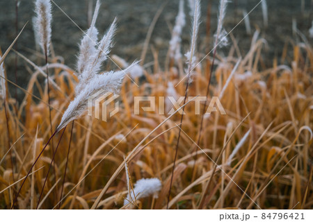 朝霜を纏うエノコログサ 84796421