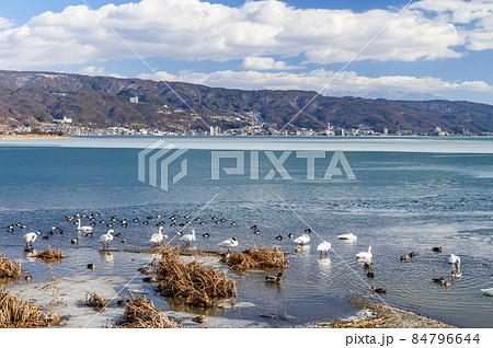 冬の諏訪湖　白鳥 84796644