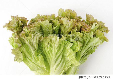 サニーレタス サニーレタス 84797354