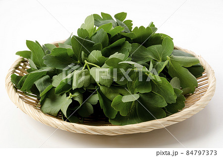 長命草(ボタンボウフウ) 長命草(ボタンボウフウ) 84797373