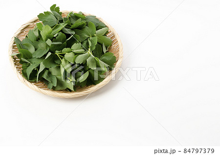 長命草 ボタンボウフウ の写真素材