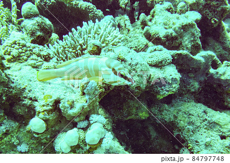 Gobies are fishes of the family Gobiidae Gobies are fishes of the family Gobiidae 84797748