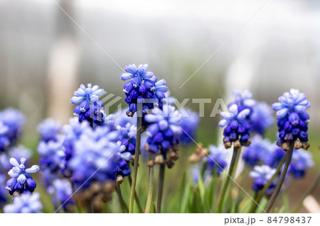 beautiful meadow Bright blue blossoms of Armenian muskari close-up 84798437