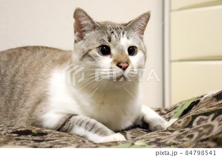 呆然とする猫 84798541