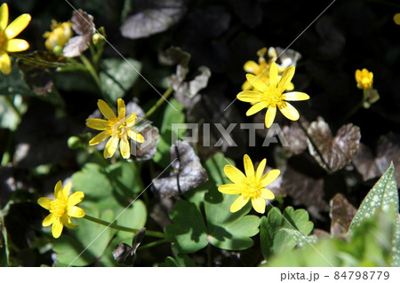 カラスバヒメリュウキンカの黄色い花 カラスバヒメリュウキンカの黄色い花 84798779